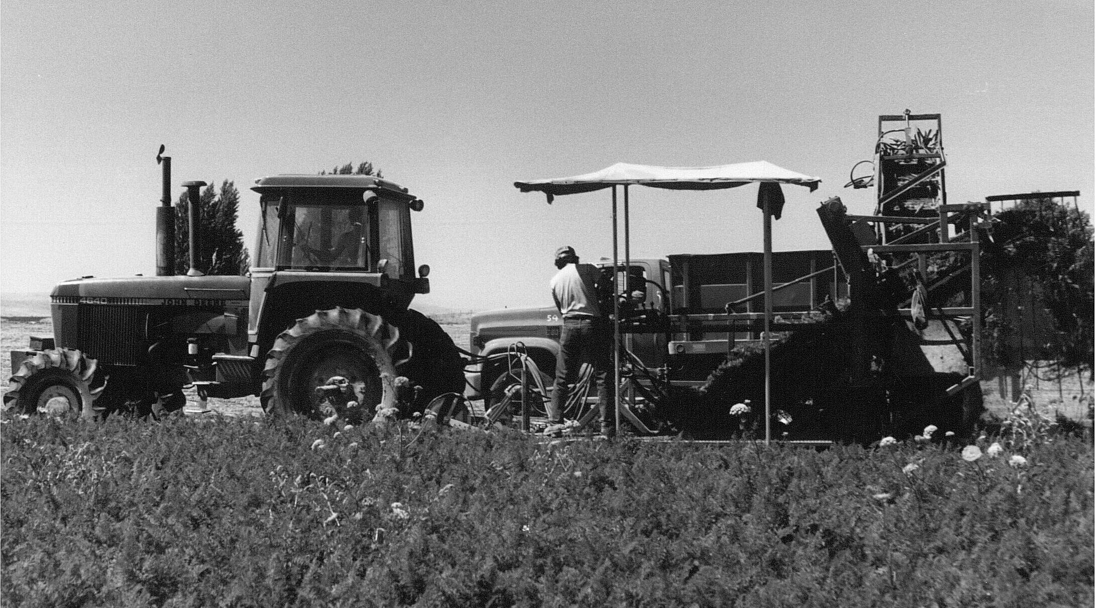 Rob Mercer driving tractor while Joe Moreno operates the 1 row pull type carrot harvestor.  First loads being harvested for the Mercer Ranch Carrot Plant.  Circa 1984